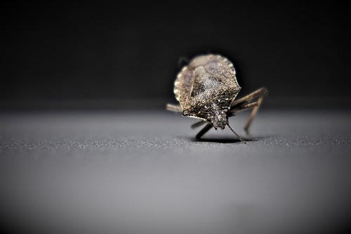 bedbug jumping