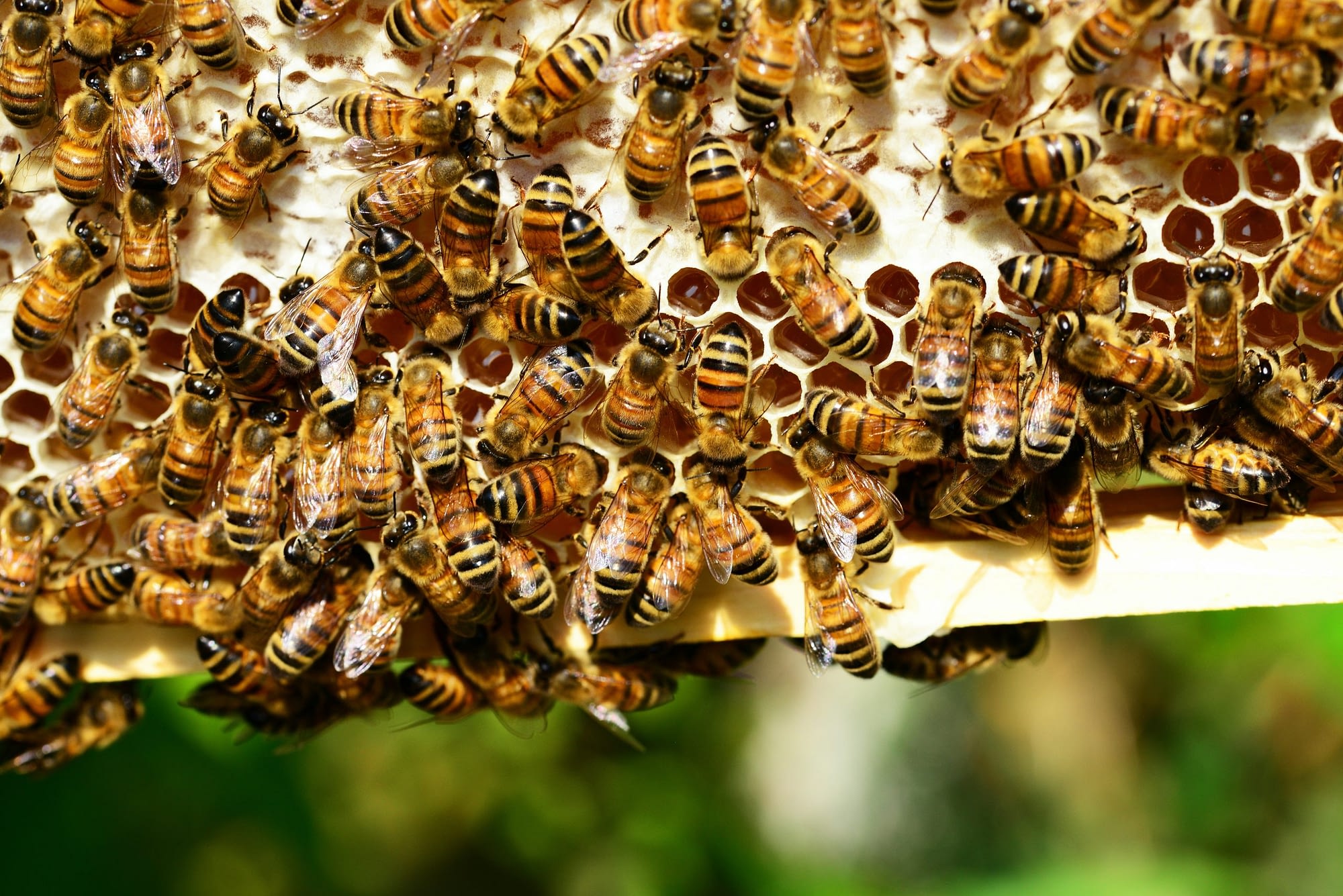 bees making honey in nest