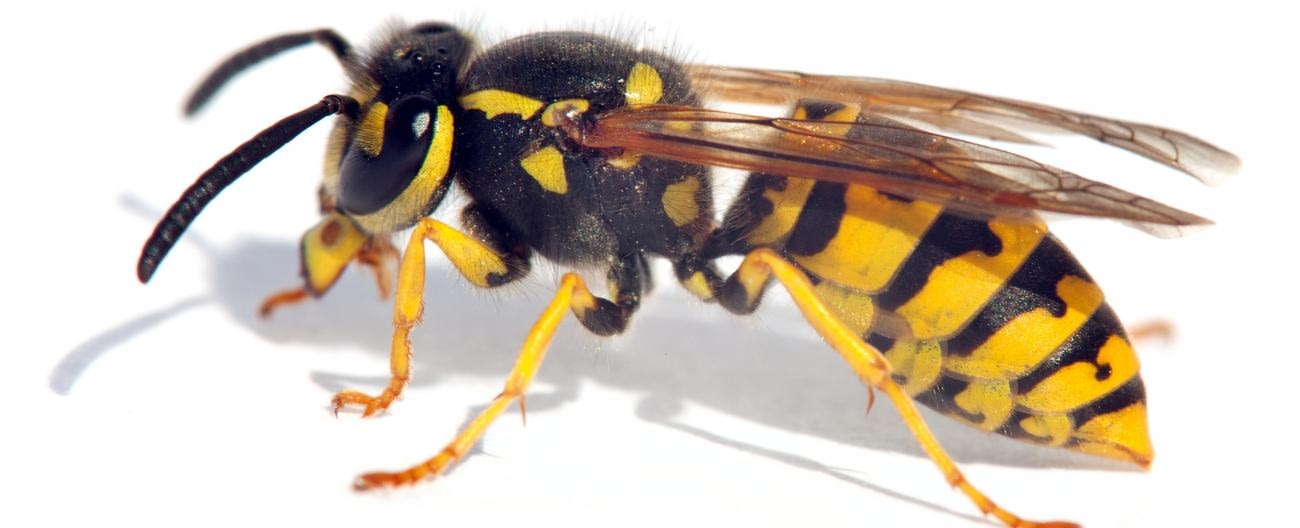 Identifying Wasps | Pest Images | Doctor Pest