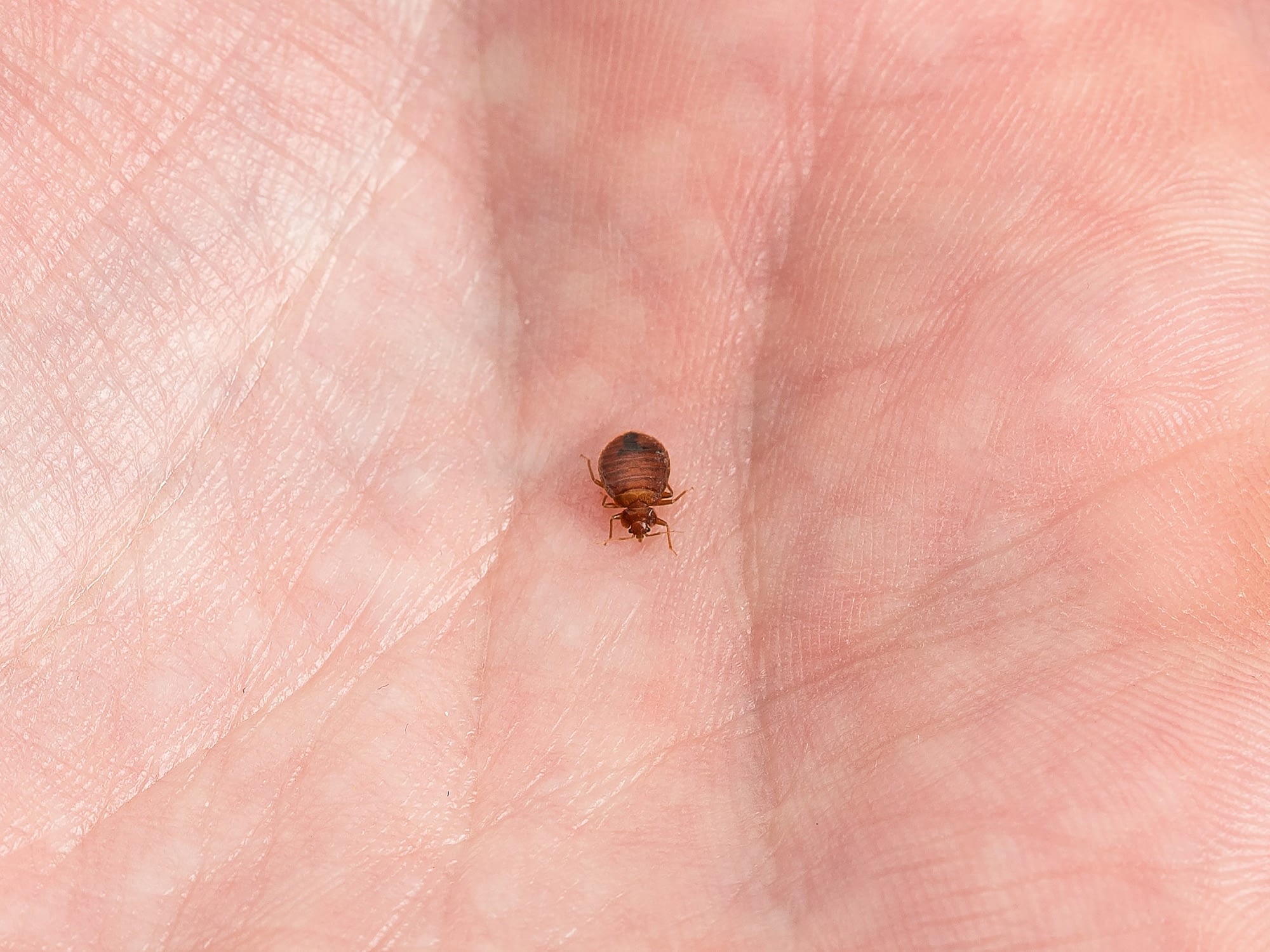 Bed Bug to scale