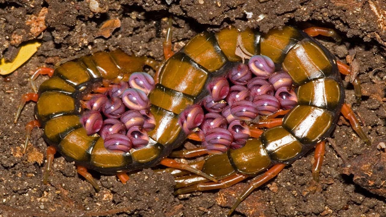 Centipede mother with eggs