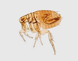 How To Identify Fleas