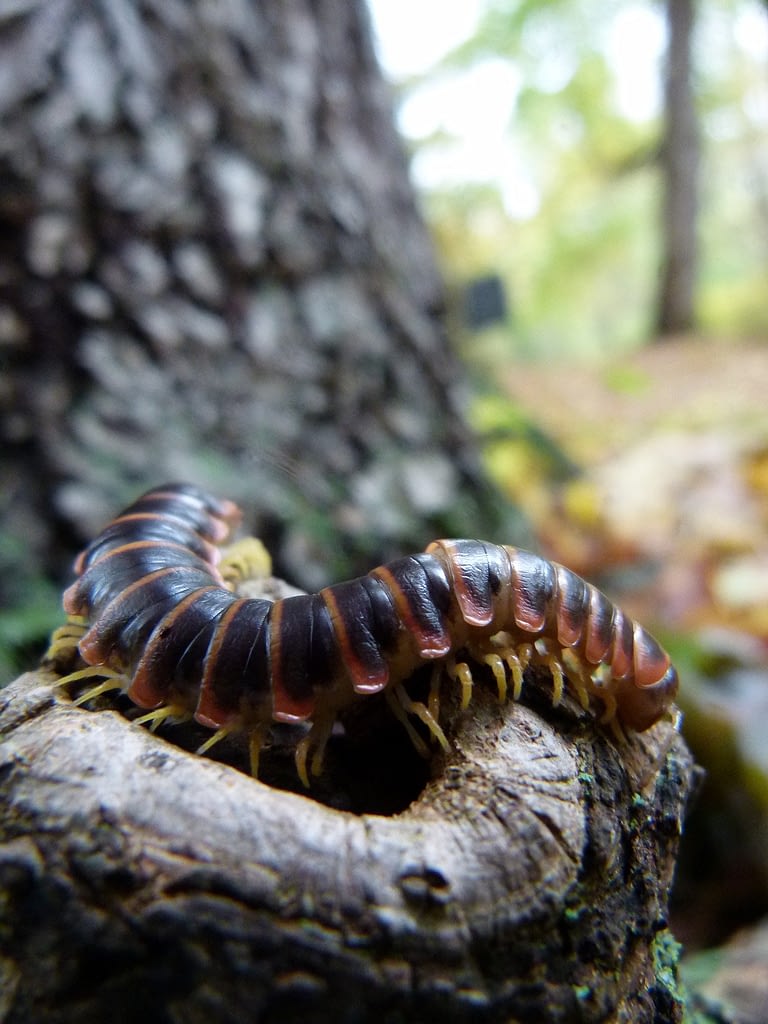 centipede walking in forest