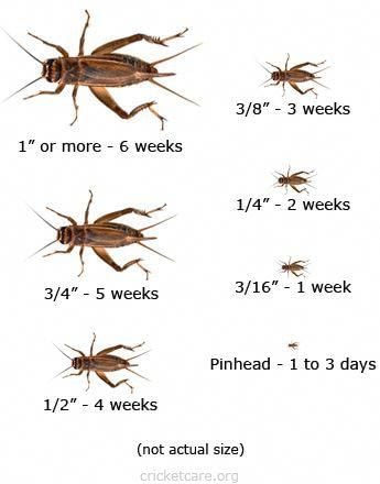 Lifecycle of a cricket