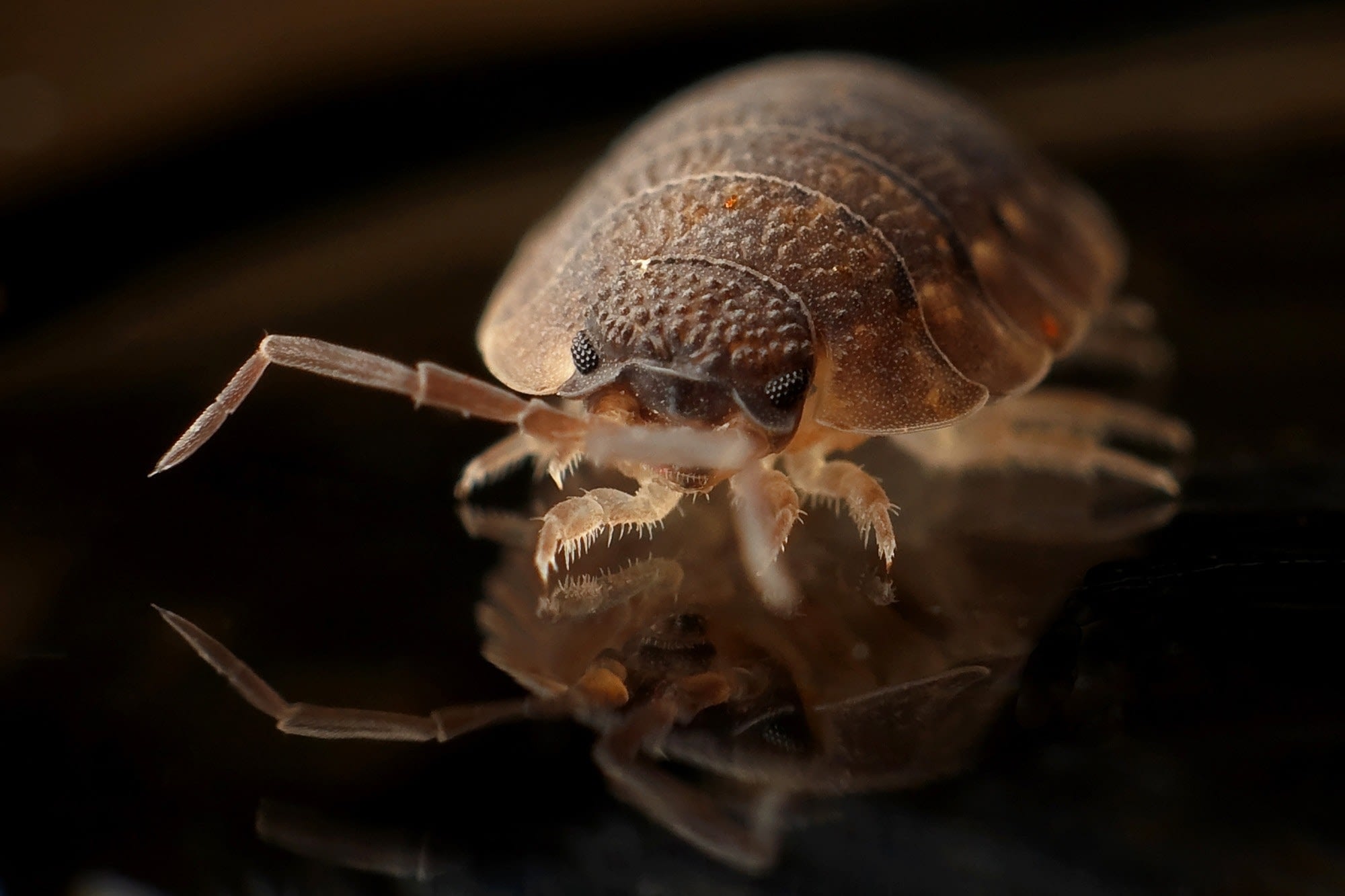 a complete guide on bedbugs