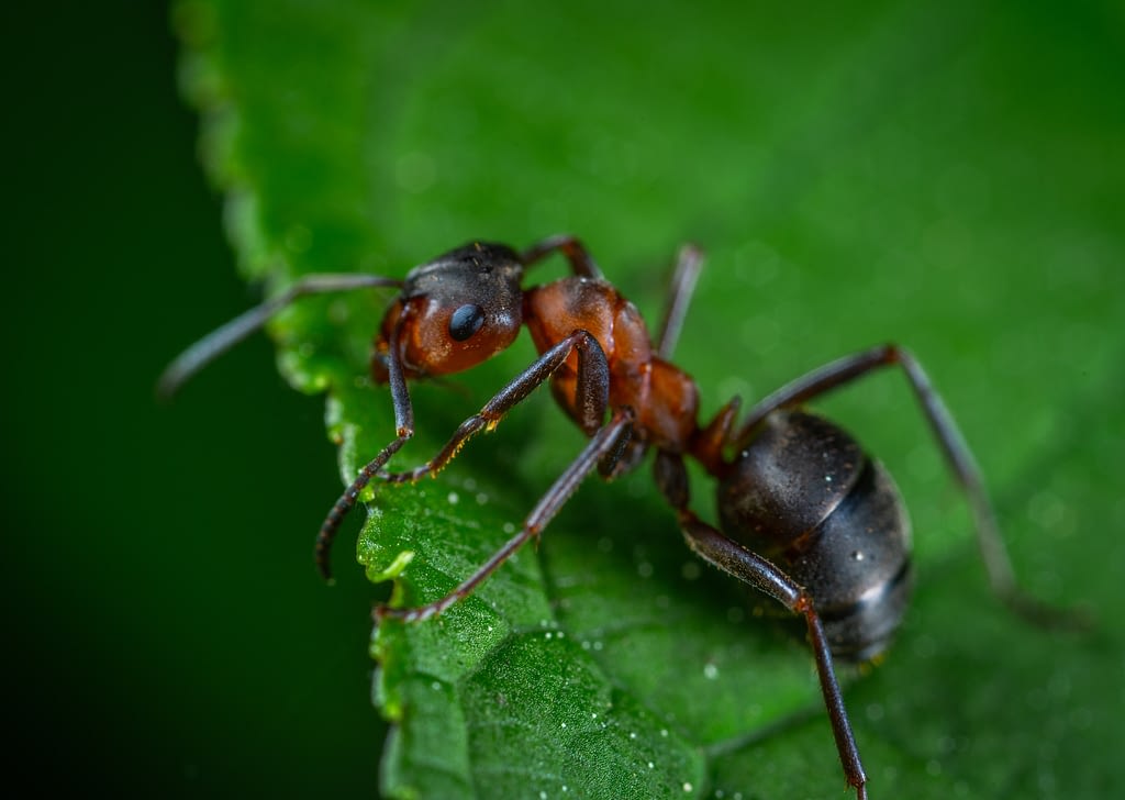 ant on leaf in natural habitat