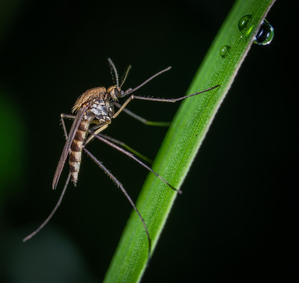 mosquito on small plant