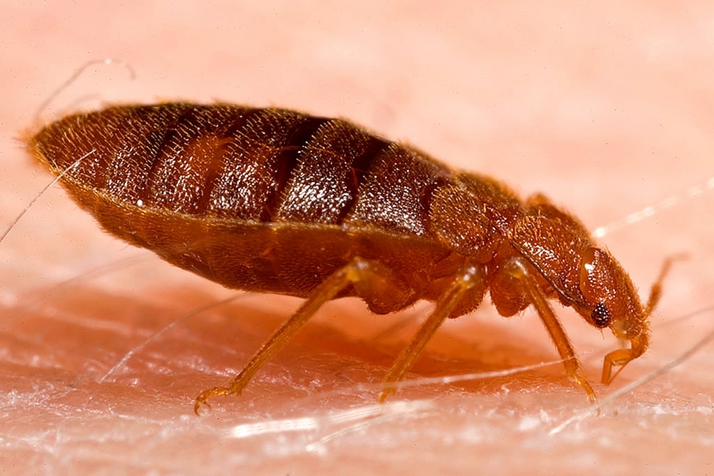 bedbug on skin of person