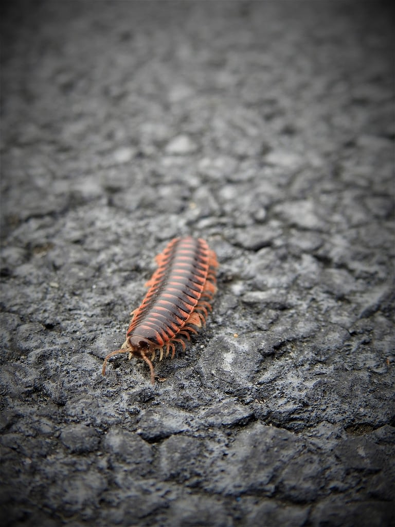 centipede walking on ground