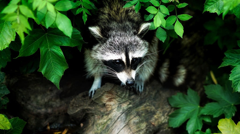 deceptive image of cute raccoon
