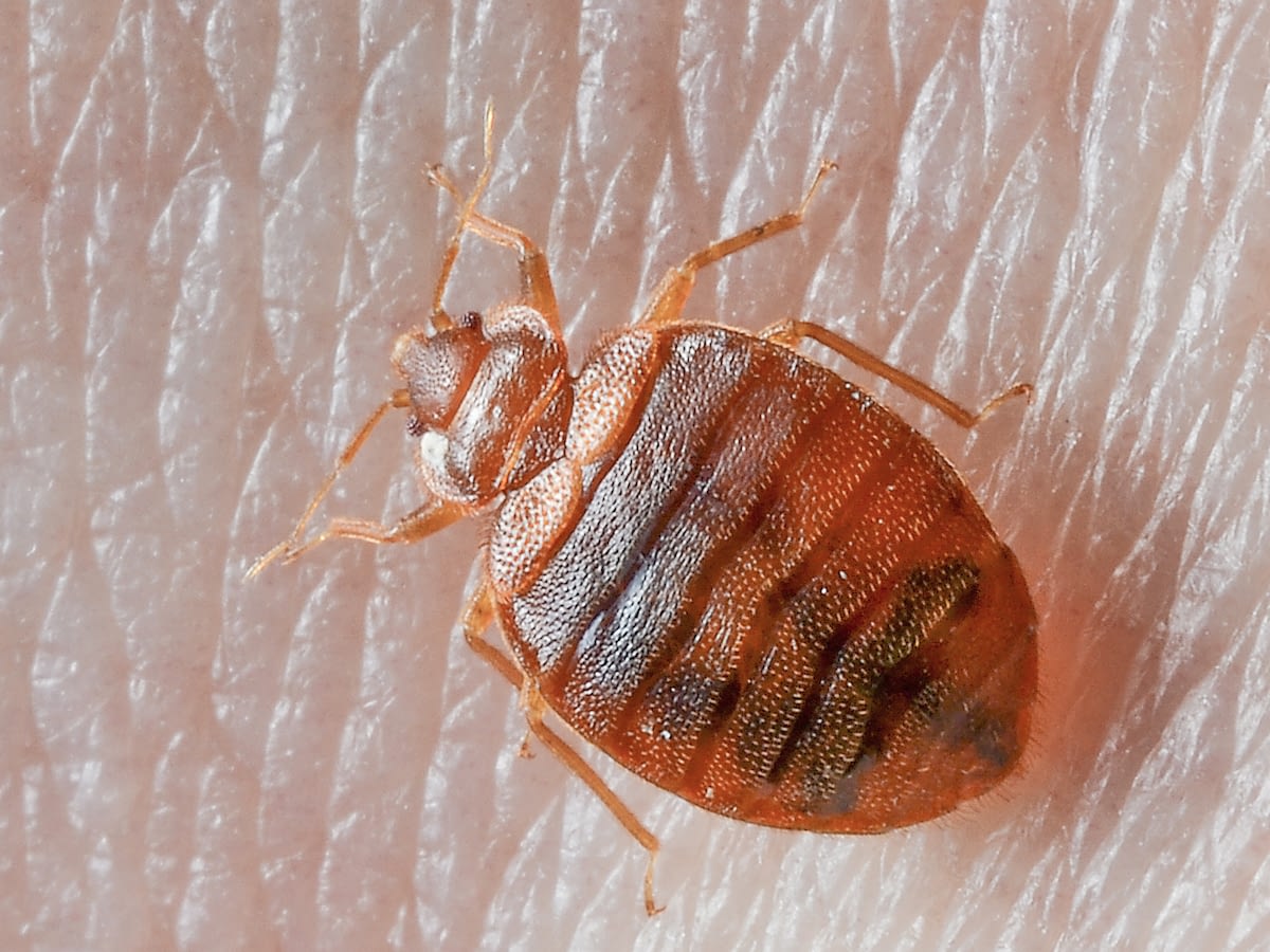 What do Bed bugs look like? | 10 Pictures of Bed Bugs