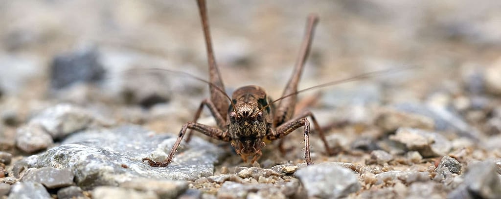 spider cricket on ground