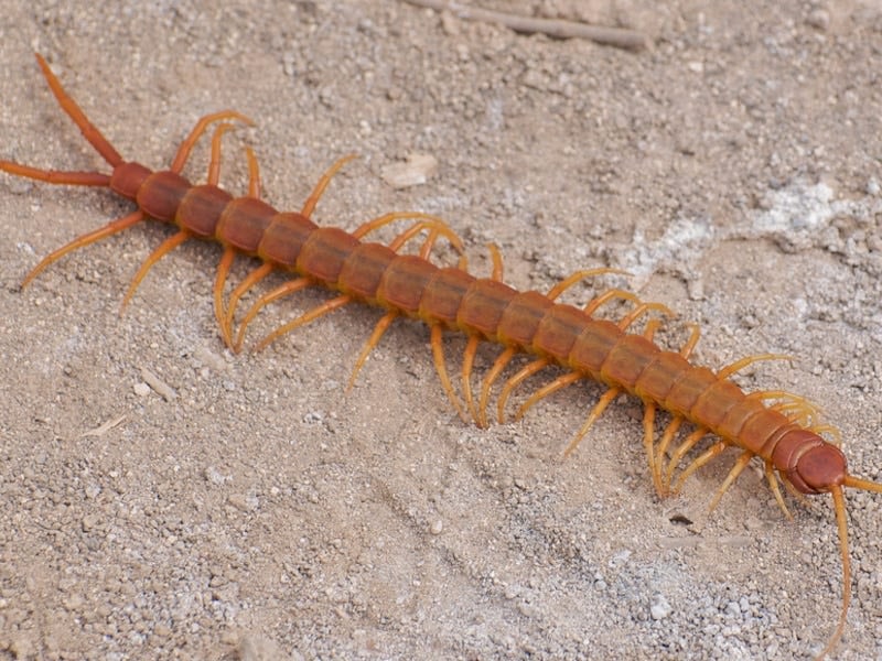 Centipede in sand