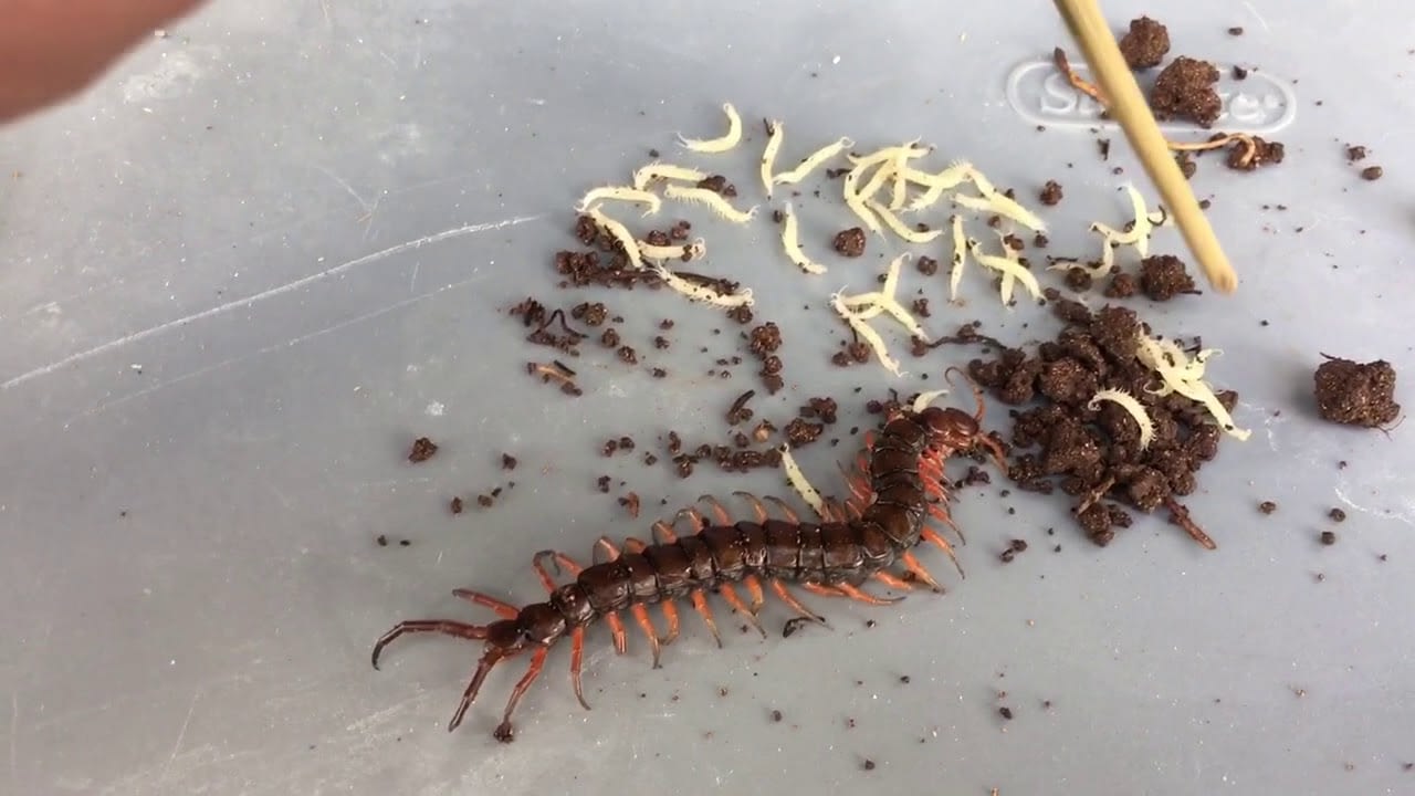 Centipedes babies