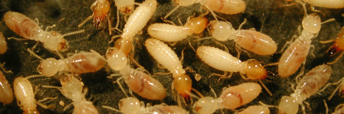 Termite Removal Advice | Identifying Termites | Doctor Pest