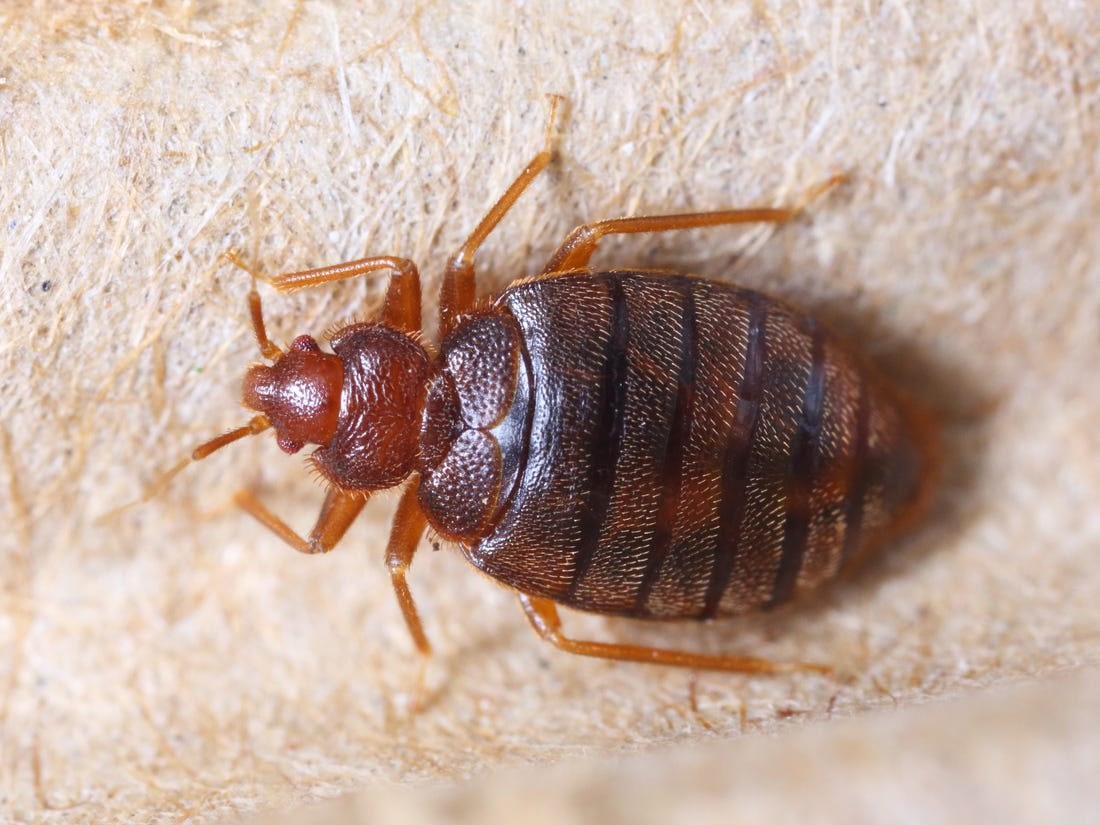 Close up picture fo a bed bug