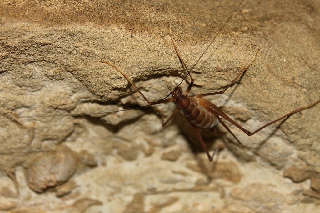 spider cricket in natural habitat
