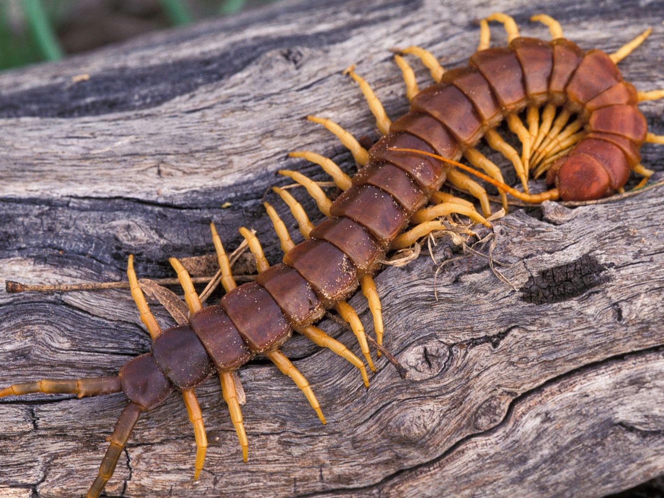Large Centipede on wood log