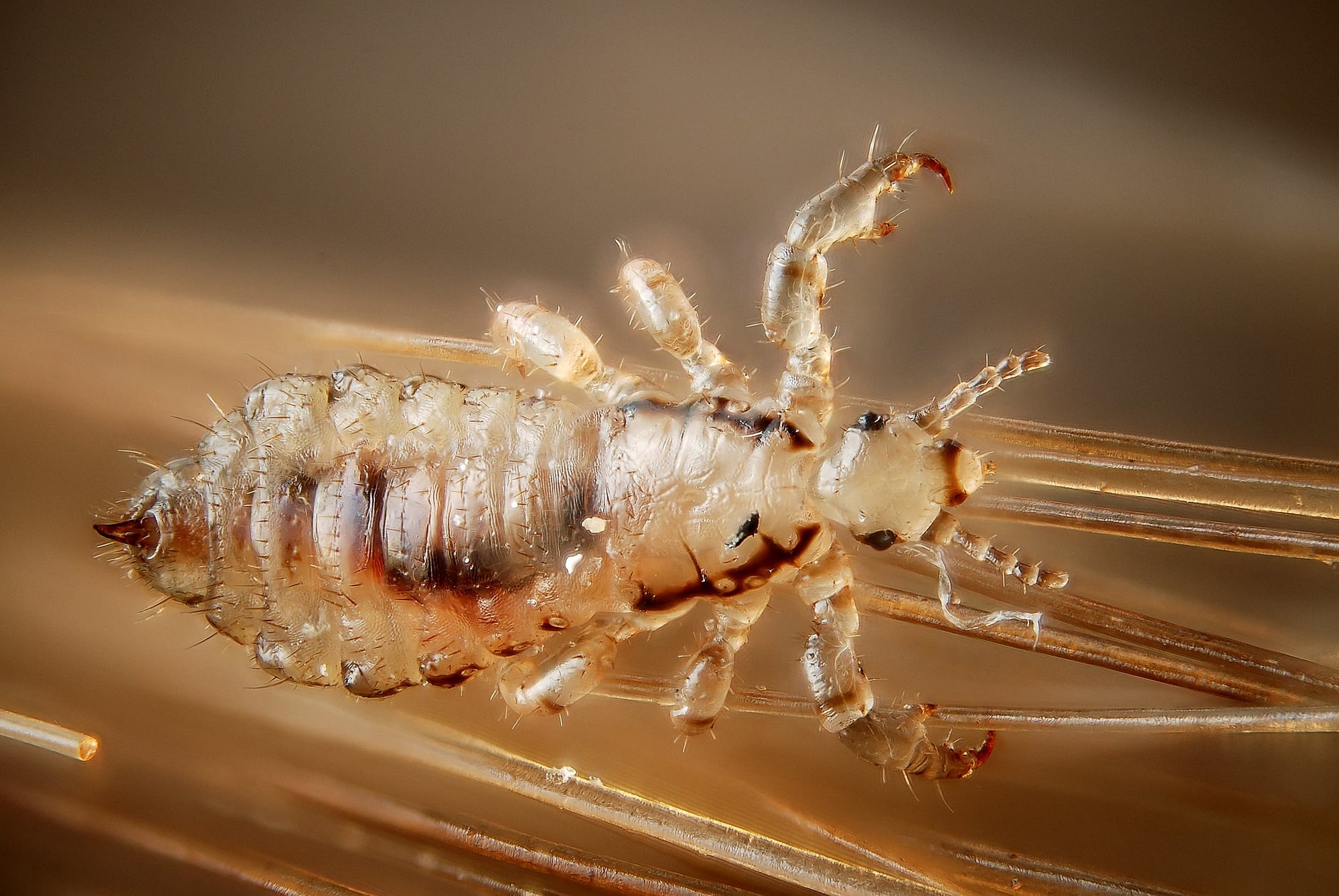 lice in hair of animal